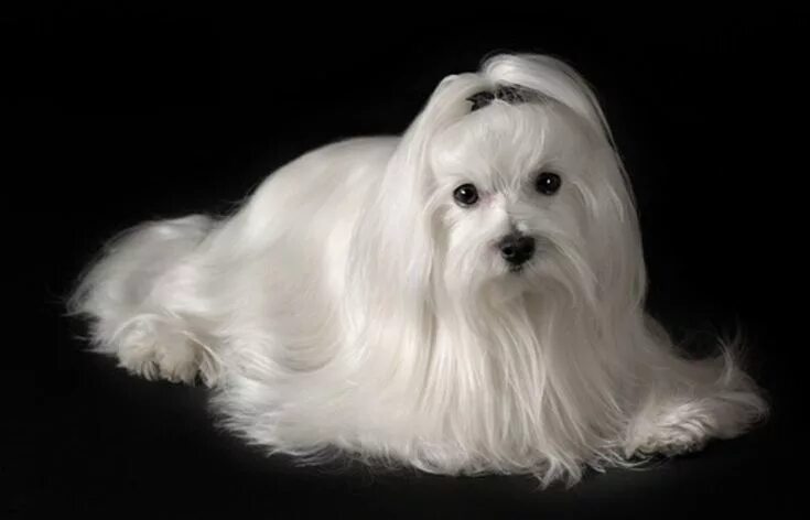 Порода собак болонка фото Bichón maltés: cuidados, características y curiosidades - Mis animales #maltese 