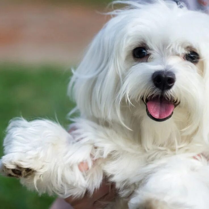 Порода собак болонка фото цена щенка Small Dog Breeds that Don’t Shed or Bark in 2021 Maltese dog breed, Best dog bre