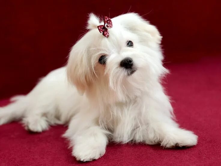 Порода собак болонка фото цена щенка New Jersey: Maltese #maltese Razze di cani, Cuccioli di maltese, Bellissimi cani