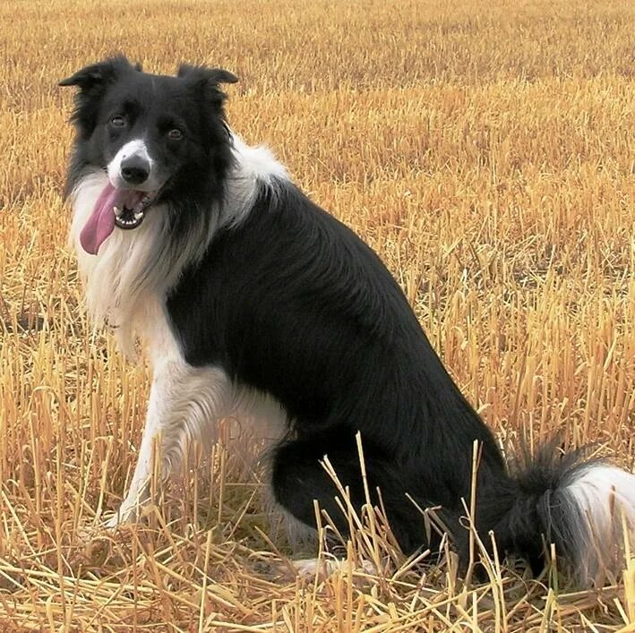 Порода собак бордер фото TWIST, Border Collie