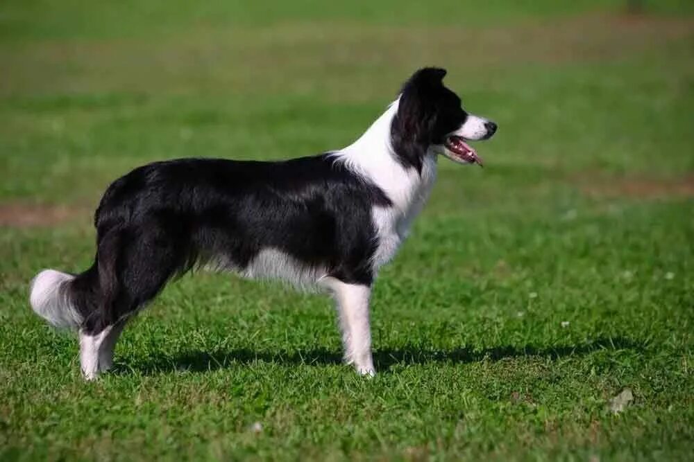 Порода собак бордер фото Border Collie Information & Dog Breed Facts in 2020 Dog breeds, Dogs, Border col