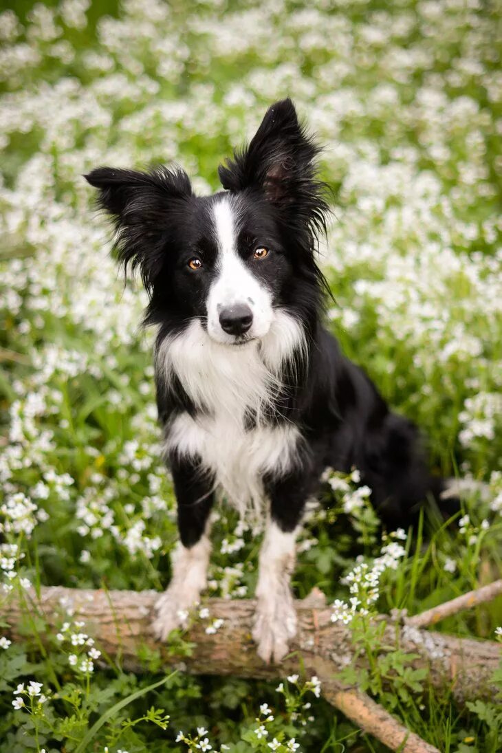 Порода собак бордер фото AS I SEE IT Dog breeds, Dogs, Border collie dog