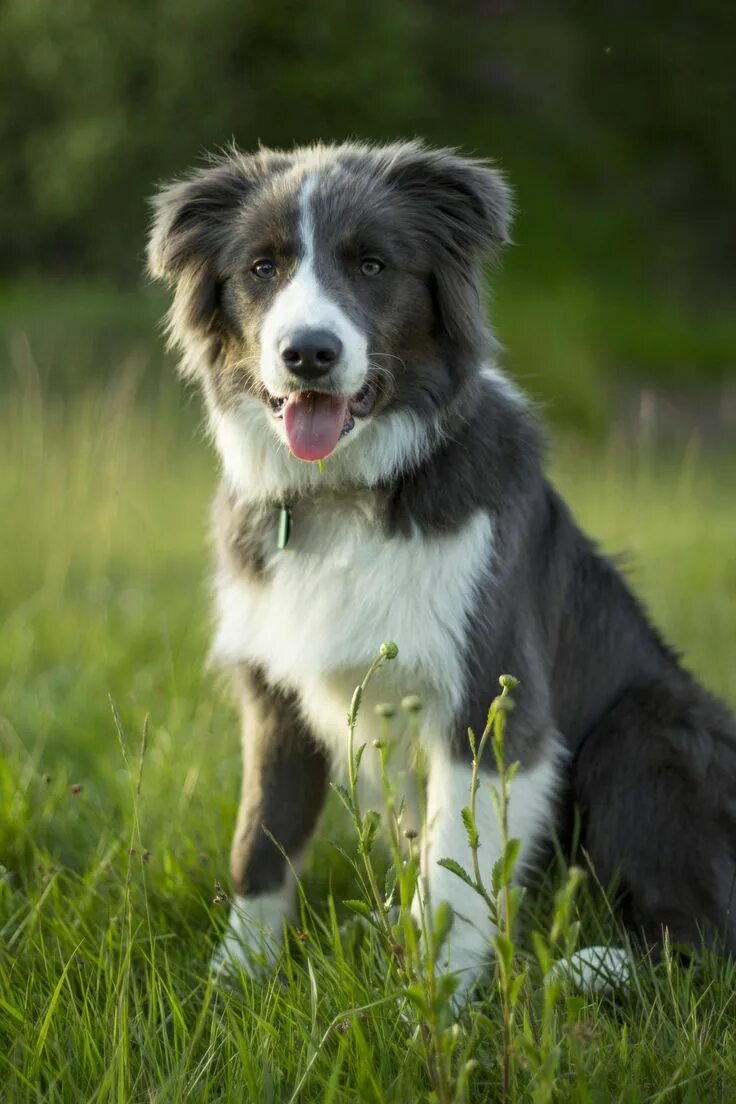 Порода собак бордер колли фото Keeping Your Dog Calm When Guests Come to Visit Border collie, Blue border colli