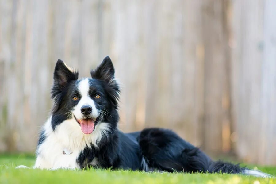 Порода собак бордер колли фото Why Are Border Collies So Smart? Meet This Bright Breed ASPCA Pet Health Insuran