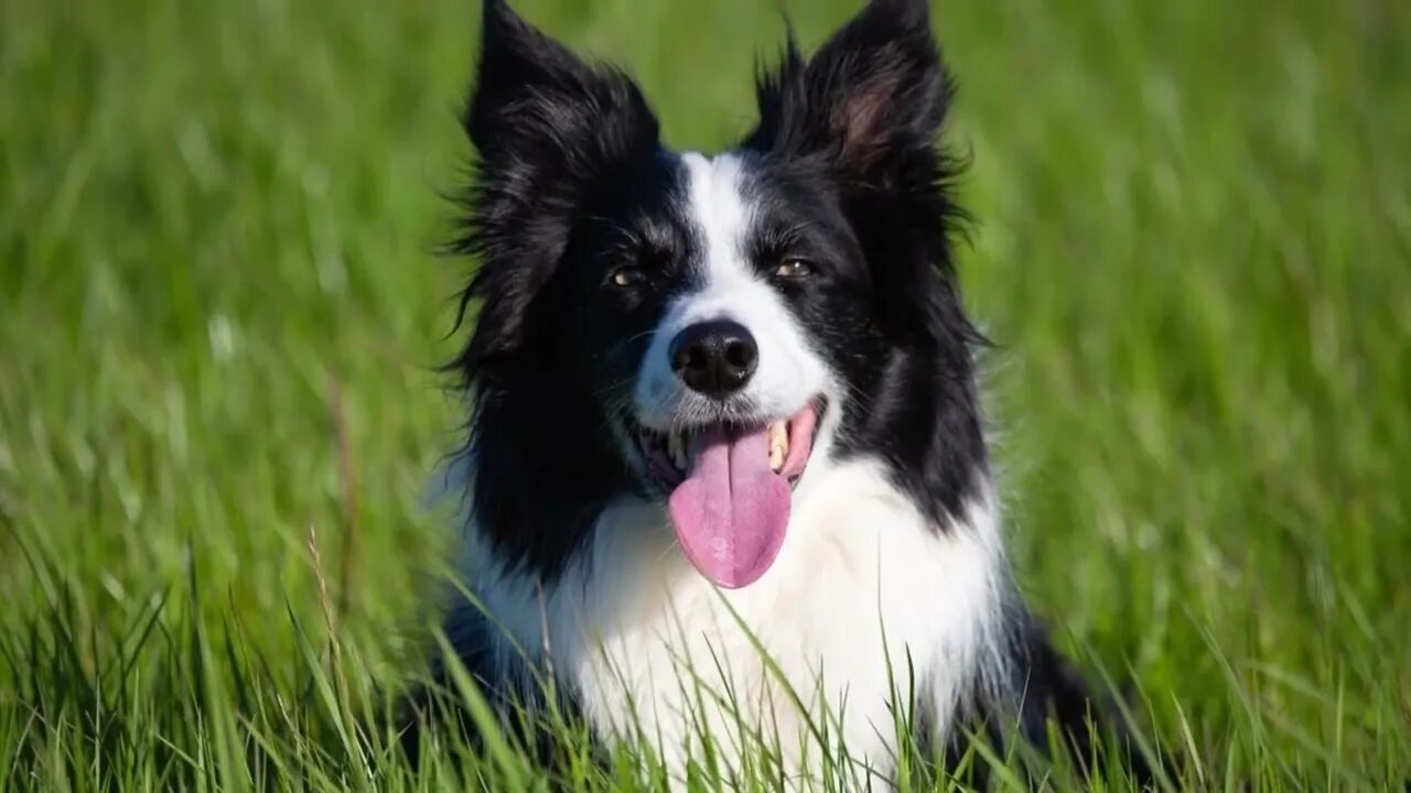 Порода собак бордер колли фото Border Collie How To Take Care of Border Collies How much does a Border Collie c