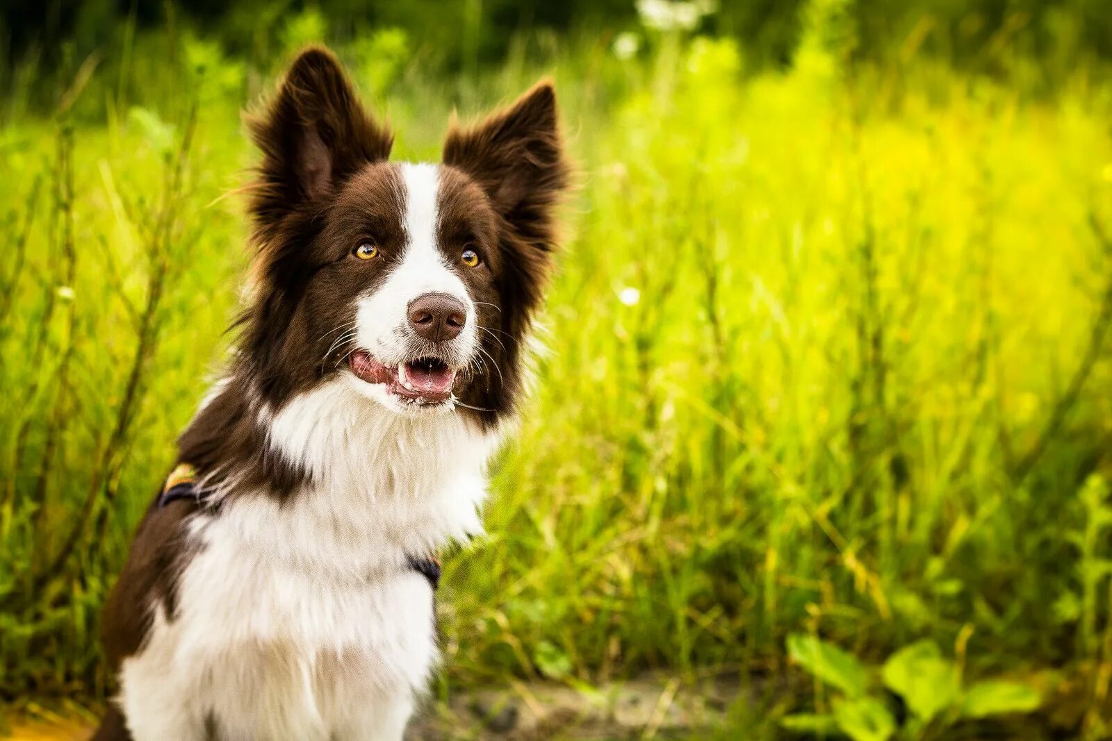 Порода собак бордер колли фото Floyd - border collie Border collie, Collie dog, Collie