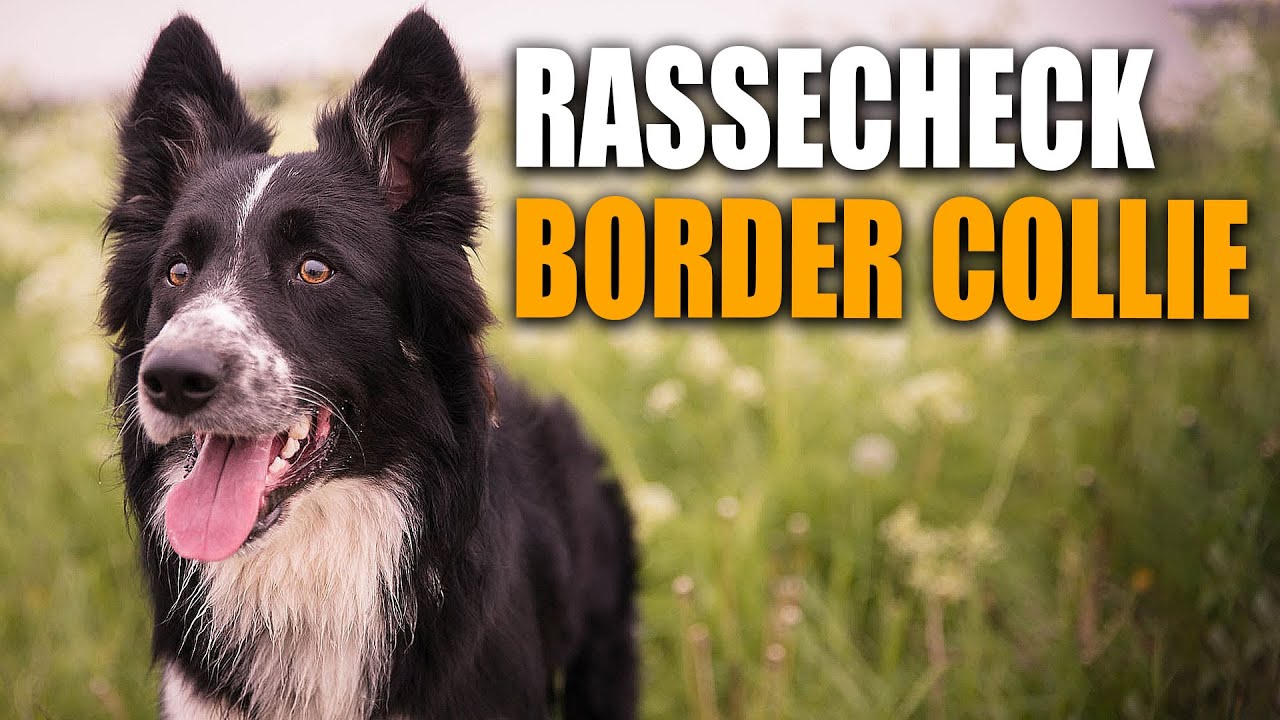 Порода собак бордер колли фото Border Collie Rassecheck - Rasseportrait, Rassebeschreibung - YouTube