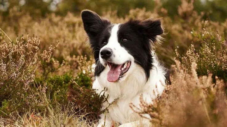 Порода собак бордер колли фото Border Collie Expensive dogs, Dog breeds, Border collie