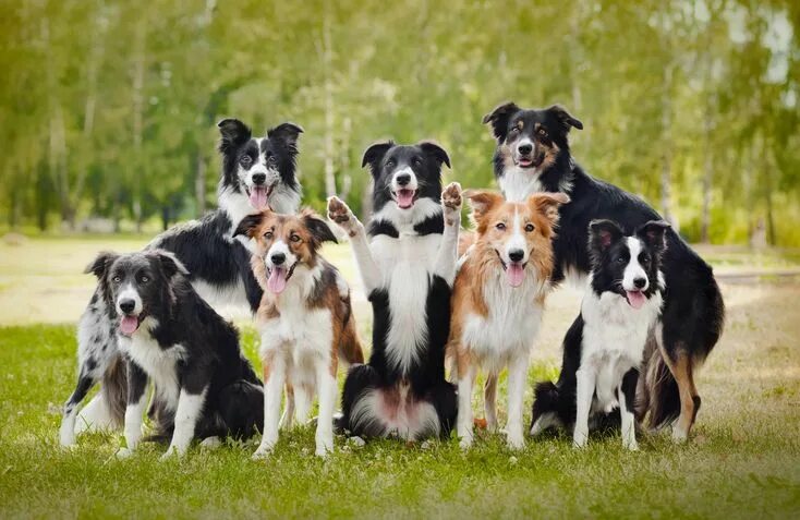 Порода собак бордер колли фото Border Collie Happy dogs, Dog boarding, Puppy images