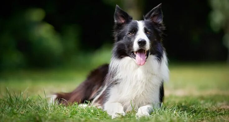 Порода собак бордер колли фото Border Collie Border collie, Healthiest dog breeds, Dog breeds