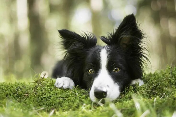 Порода собак бордер колли фото Pin by Michael Shayer on Border Collie Border collie, Collie, Border collie art