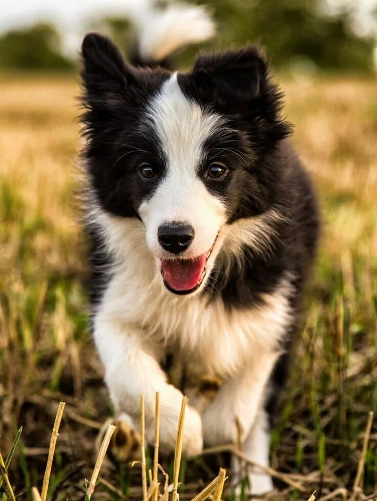 Порода собак бордер колли фото The Painted Bench Cute dogs, Collie puppies, Dog breeds