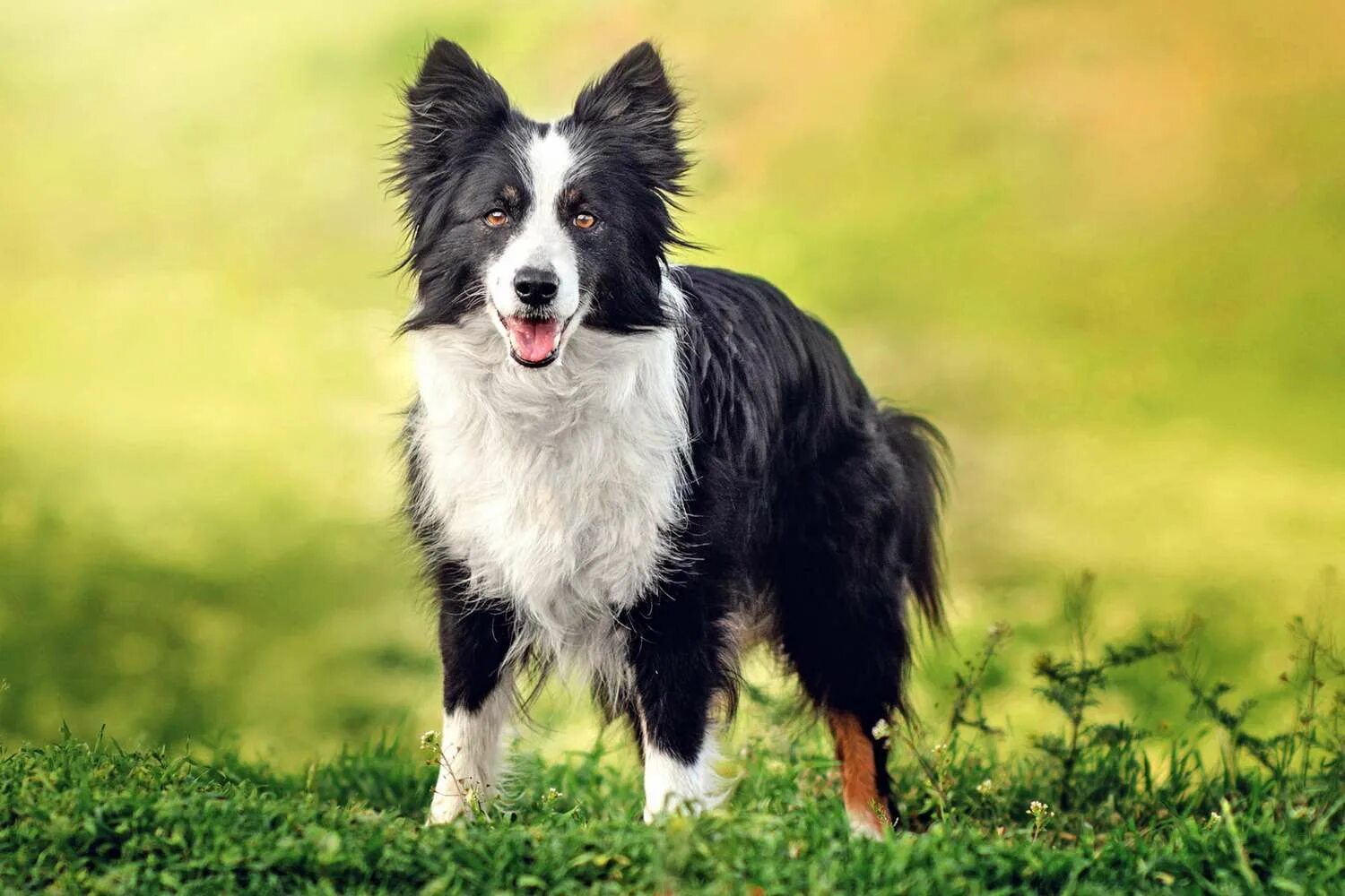 Порода собак бордер колли фото Types of Collies: From Bearded to Border