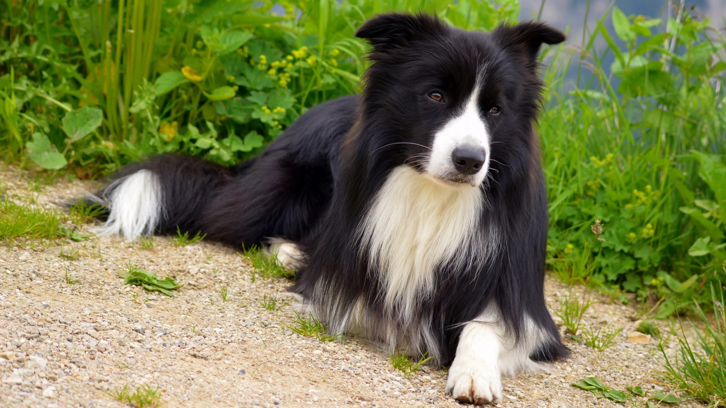 Порода собак бордер колли фото цена Free Images : border collie, vertebrate, dog breed, british sheepdog, purebred d