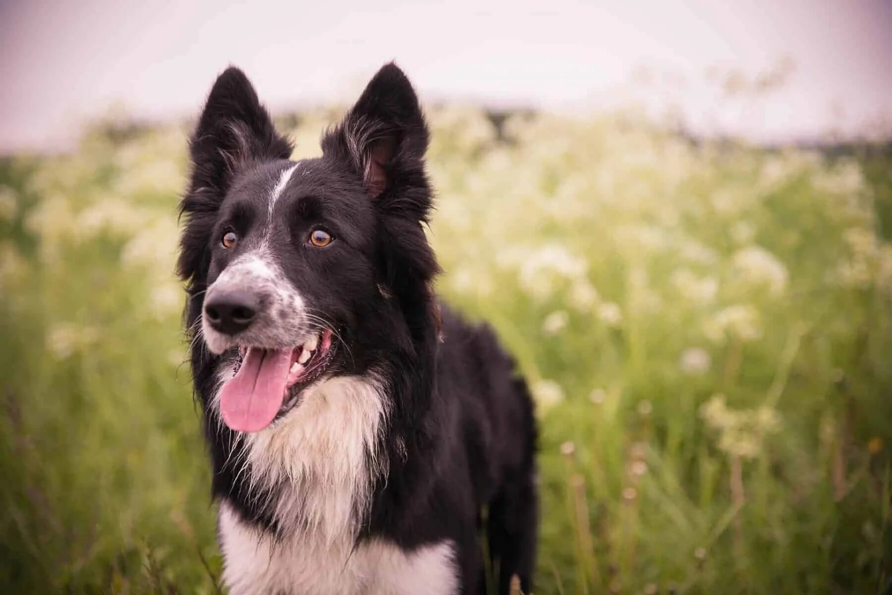 Порода собак бордер колли фото цена Download Adorable border collie pup Wallpapers.com