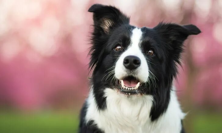 Порода собак бордер колли фото цена Respiratory Distress & Inappetence in a Border Collie Races de chiens, Border co