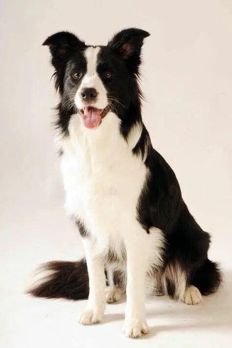 Порода собак бордер колли фото цена Ideas para criar y cuidar a tu Border Collie