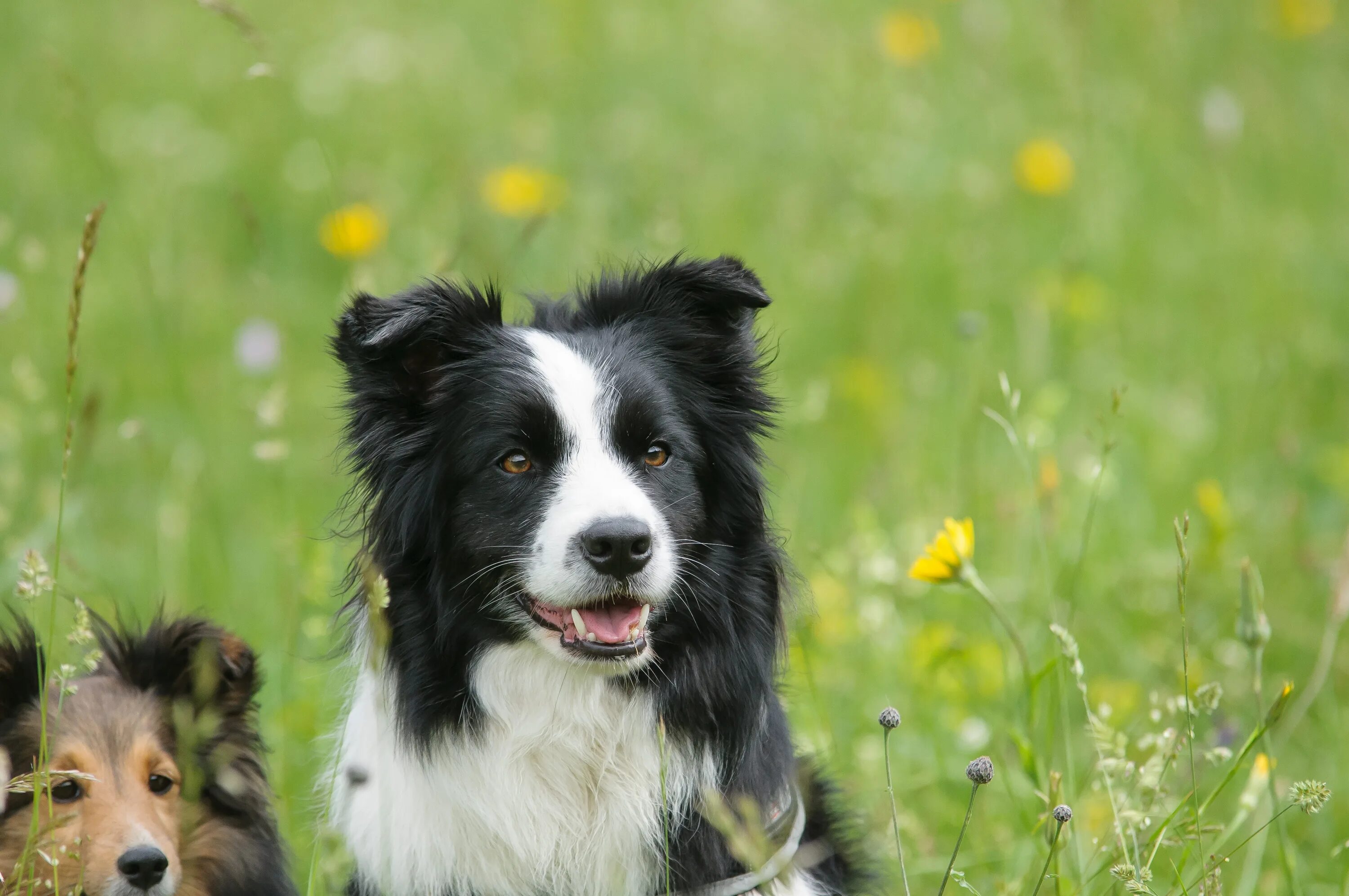 Порода собак бордер колли фото цена Free Images : meadow, animal, sit, border collie, look, vertebrate, wise, attent