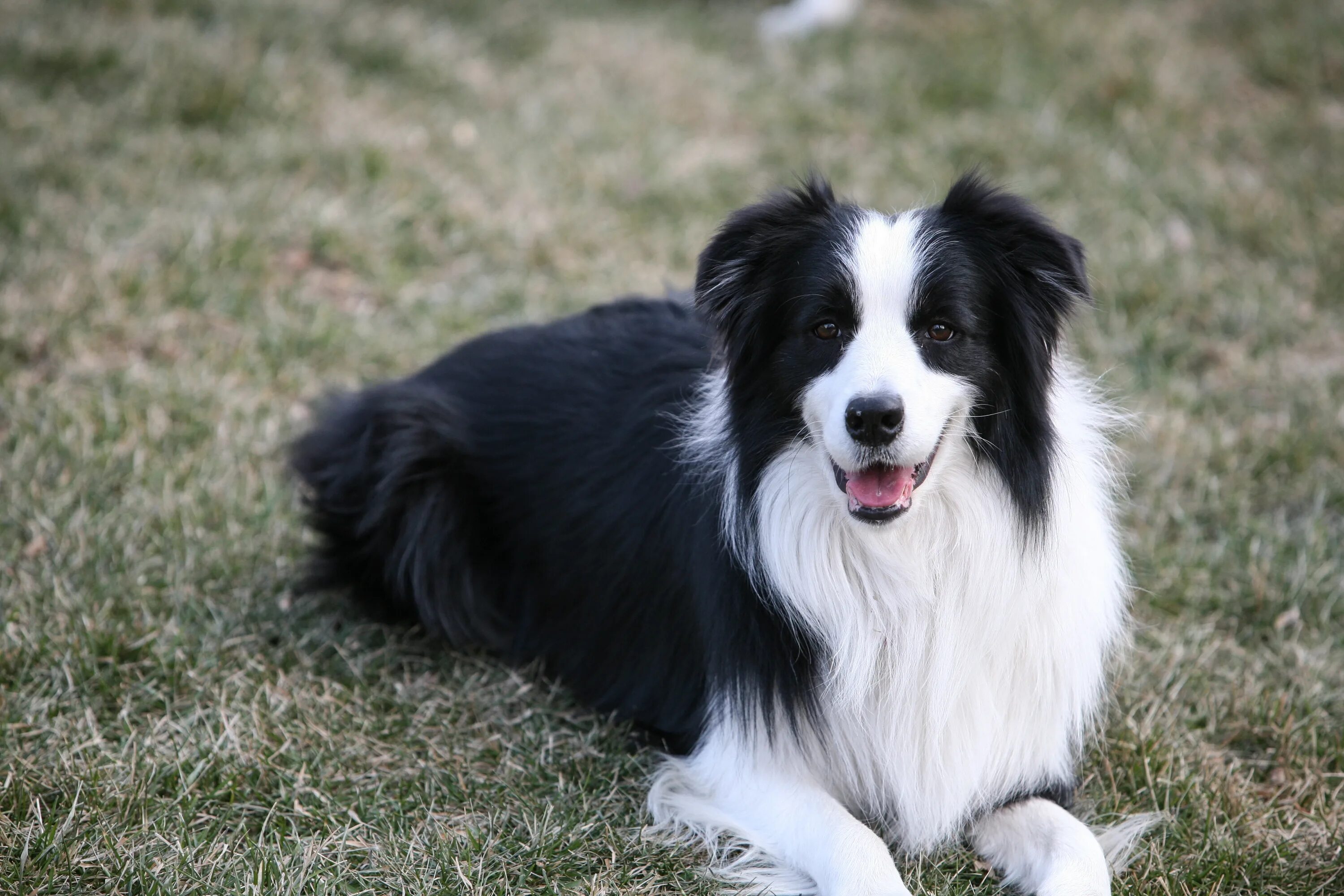 Порода собак бордер колли фото цена Free Images : border collie, vertebrate, dog breed, landseer, dog like mammal, c