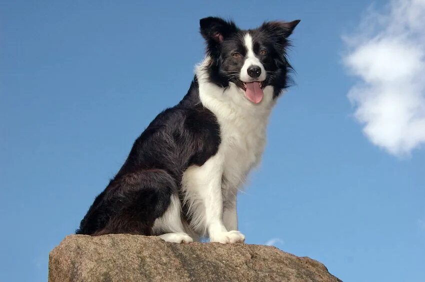 Порода собак бордер колли фото цена Border-Collie Smart dog, Border collie, Clever dog names