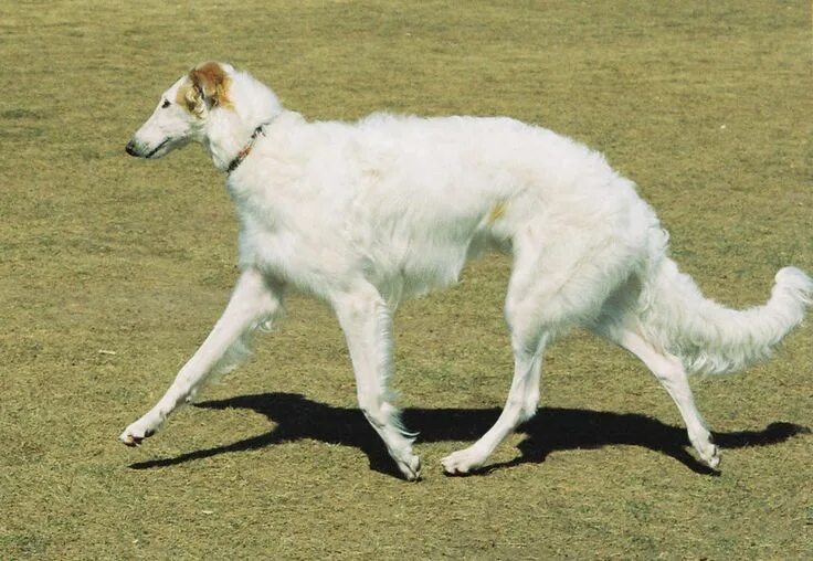 Порода собак борзая фото Borzoi by LoveForLukas Борзые, Животные