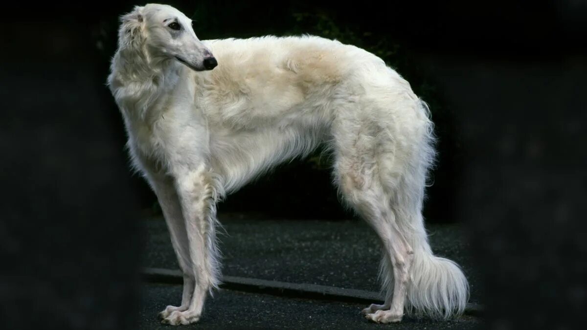 Порода собак борзая фото The Greyhound-like Borzoi Can Take Down a Wolf. What Can Your Dog Do? HowStuffWo