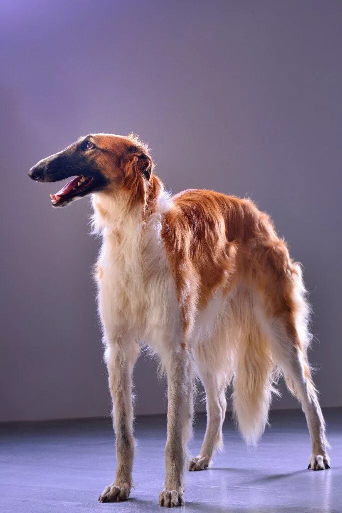 Порода собак борзая фото Pin by NiCorteil F. on Great dogs - The Greyhound Family Beautiful dogs, Borzoi 