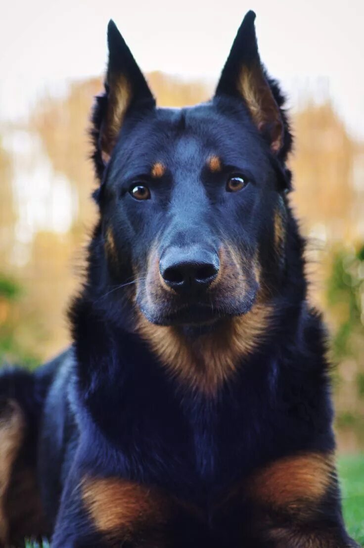 Порода собак босерон фото Atreyu the beauceron, berger de beauce, bas rouge Dog breeds, Beautiful dogs, Do