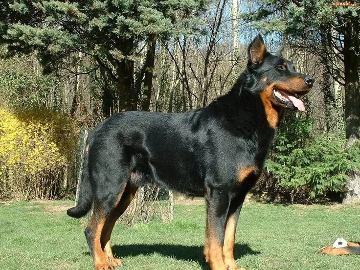 Порода собак босерон фото Beauceron Beauceron, Dogs, Dog breeds