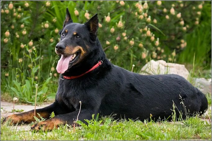 Порода собак босерон фото French Shorthaired Shepherd