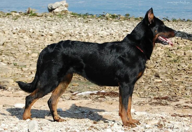 Порода собак босерон фото Dog breeds, Dogs, Beauceron