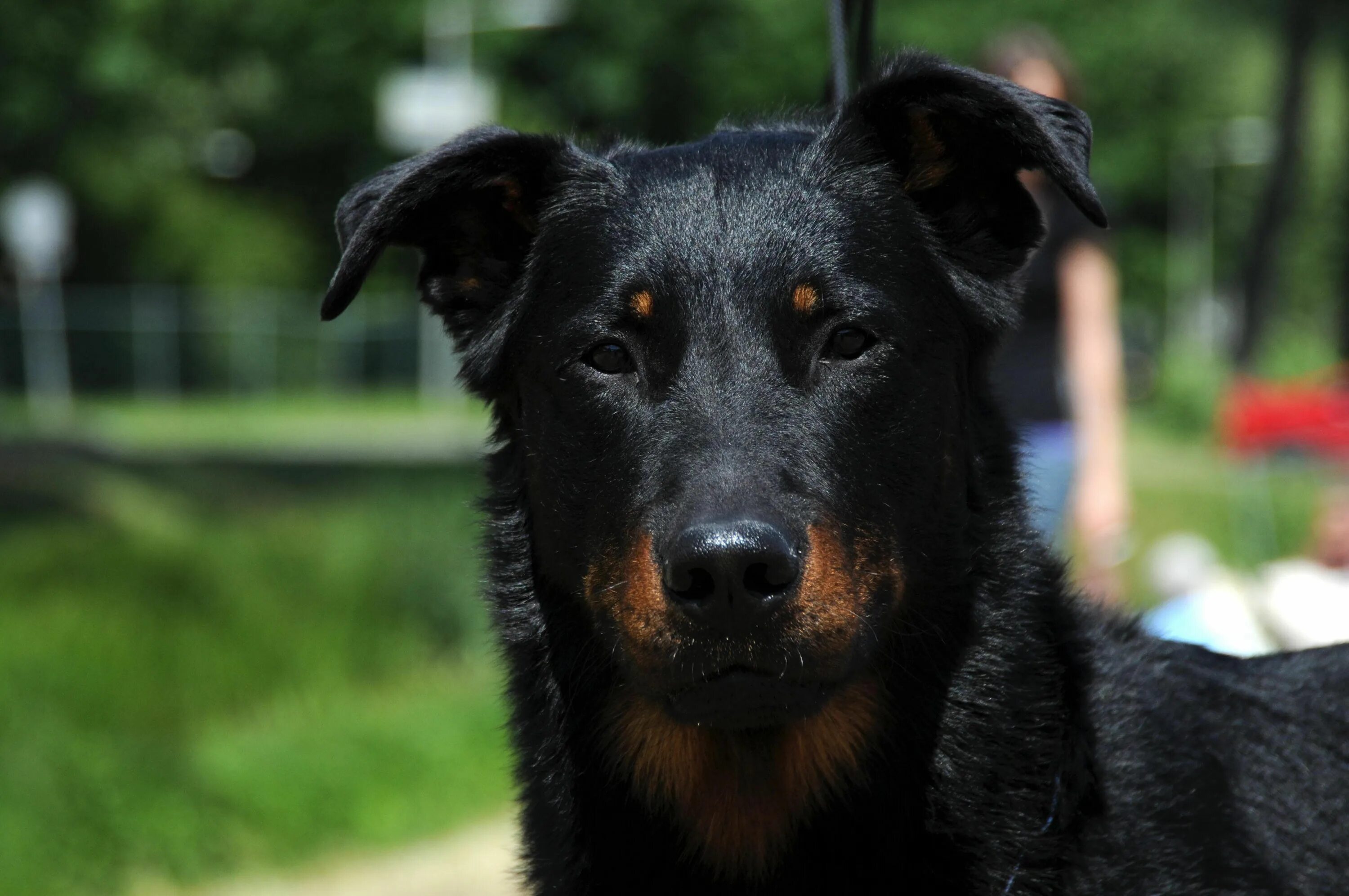 Порода собак босерон фото El Pastor de Beauce o Beauceron: Presiona la foto y averigua todo sobre esta raz