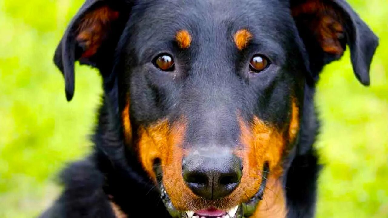 Порода собак босерон фото Beauceron - Top Dog Facts You Need To Know - YouTube