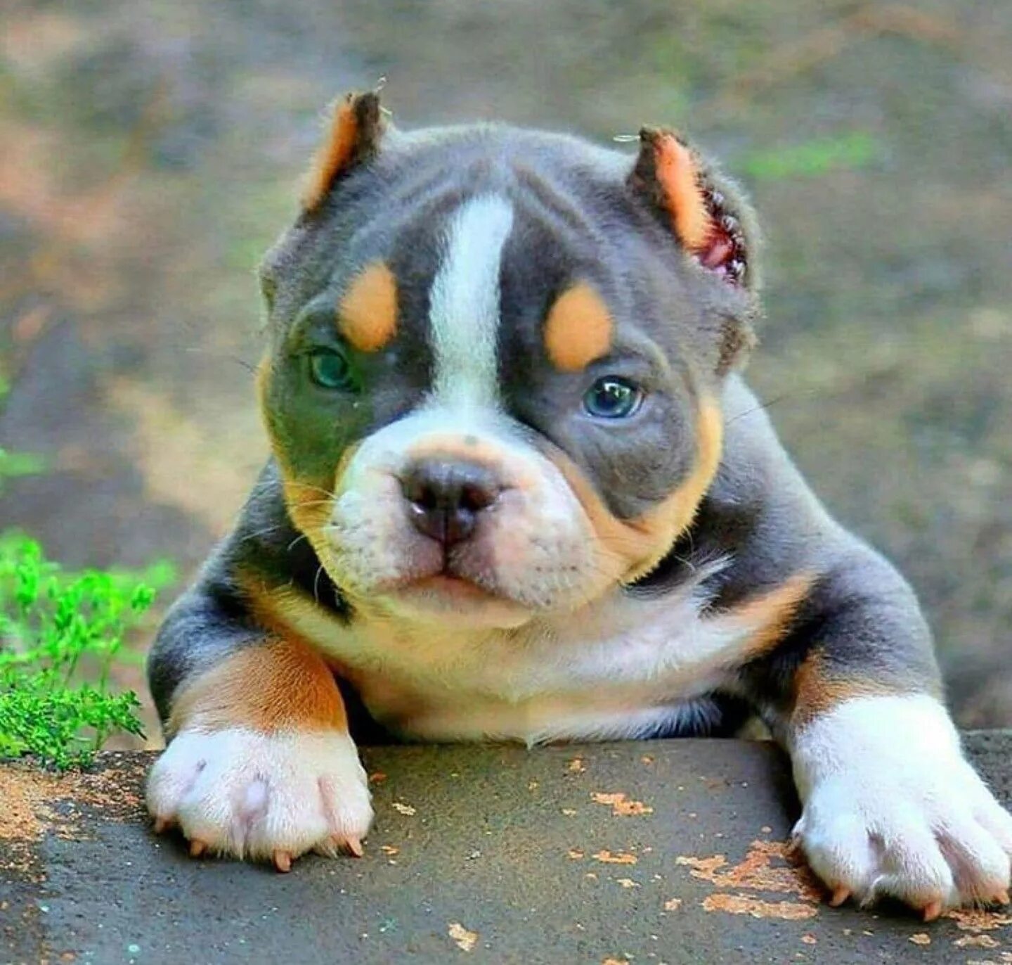 Порода собак булли фото цена щенок Pin by Rossana on Pitbulls / Dogs Bully breeds dogs, Cute dogs, Pitbull dog bree