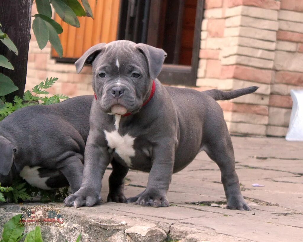 Порода собак булли фото цена щенок Warrior Path Snow White - Фотоальбомы - American Bully in Moscow