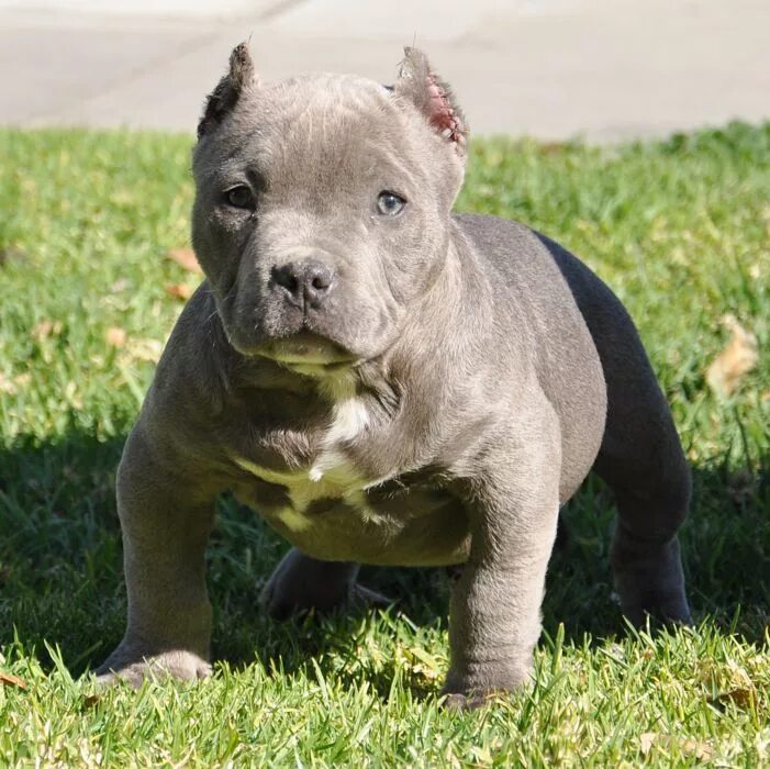 Порода собак булли фото цена щенок Pitbull puppies, American bully, Puppies