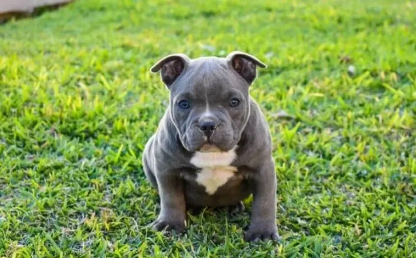 Порода собак булли фото цена щенок American Bully Puppy: The amazing US breed