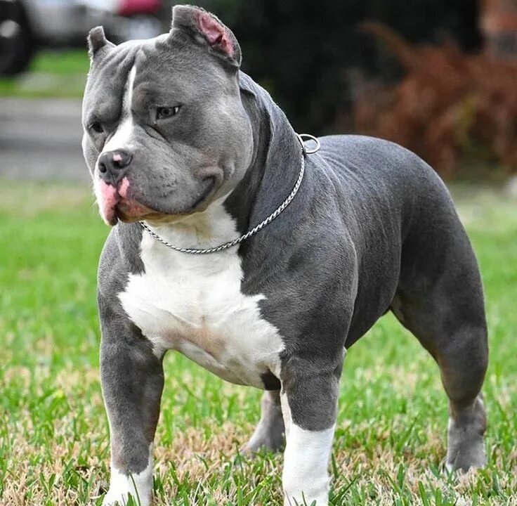 Порода собак булли фото цена щенок Pin on animals and pets ! Pitbull dog breed, Bully breeds dogs, Bully dog