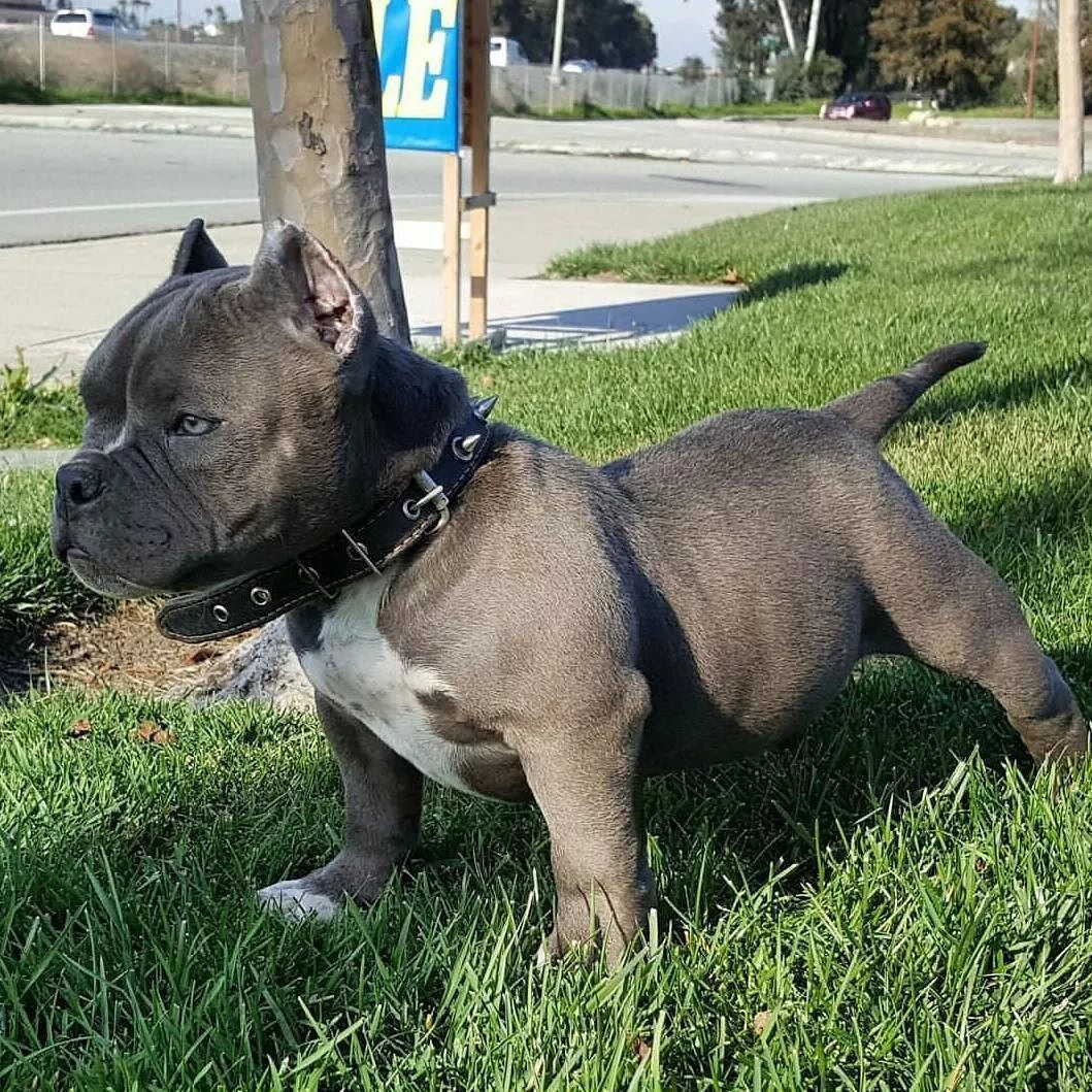 Порода собак булли фото цена щенок American Bully on Instagram: "@unafeyed_bullyz_shaun #americanbully #bullybreed 