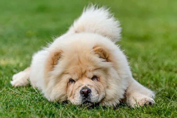 Порода собак чау чау фото Pin by Kayleen Underwood on Chow Chows Chow chow dogs, Chow chow, Dogs