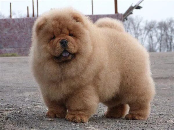 Порода собак чау чау фото Чау-чау Chow chow puppy, Fluffy dogs, Cute dogs