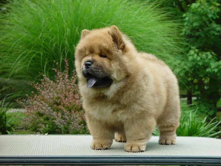 Порода собак чау чау фото Chow Chow 8 week old female puppy from a past litter of mine. Foggy Mountain Cho