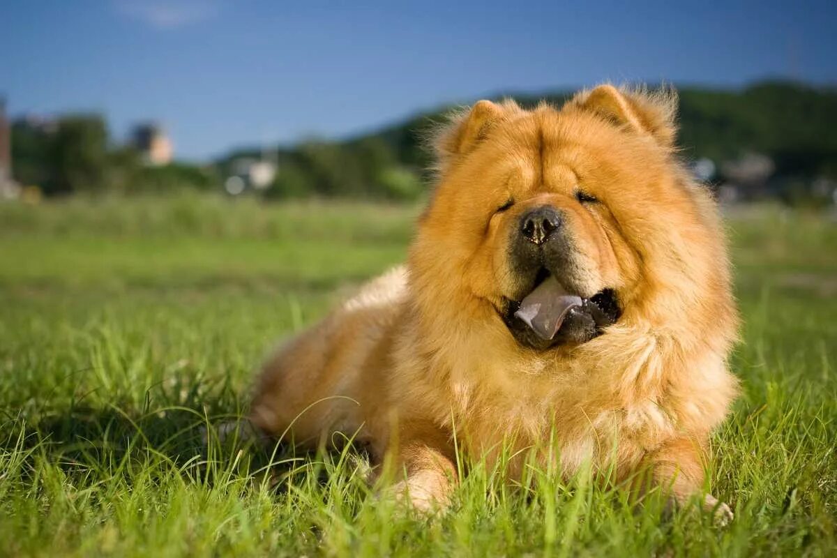 Порода собак чау чау фото Chow Chow Dog Breed " Information, Pictures, & More