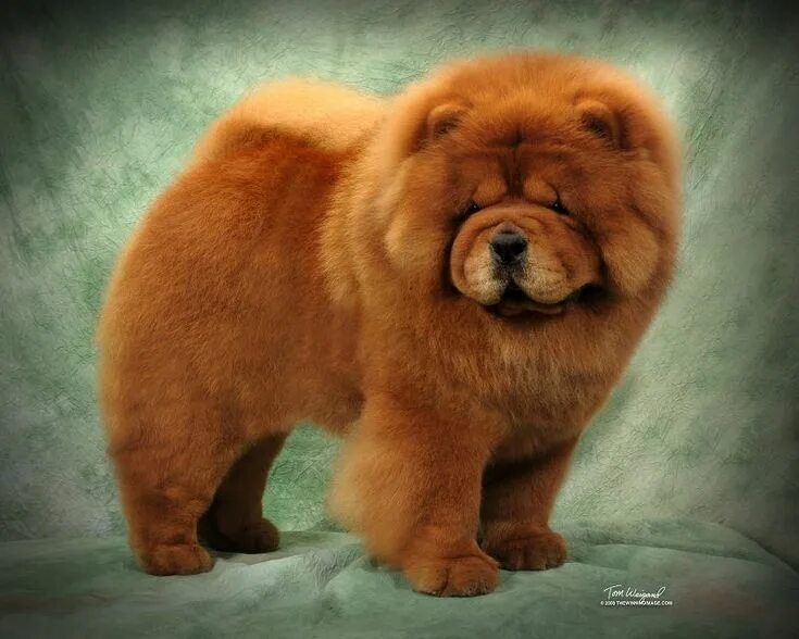 Порода собак чау чау фото The Most Beautiful Chow Chow Dogs Chow chow puppy, Chow chow dogs, Chow chow dog