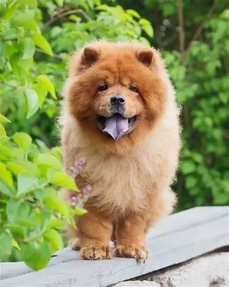 Chow-Chow Chow chow, Dog breeds, Spitz breeds