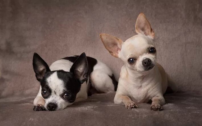 Порода собак чихуахуа фото Download wallpapers Chihuahua, small cute dogs, puppies, two dogs, pets, white C