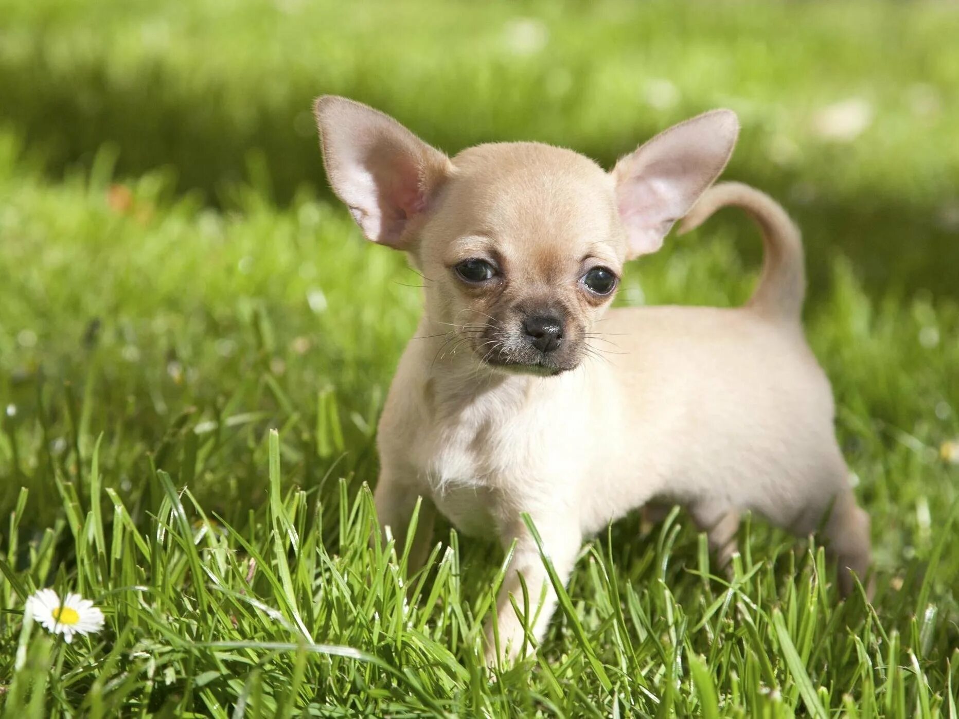 Download Chihuahua Dogs On White Pillow Picture Wallpapers.com