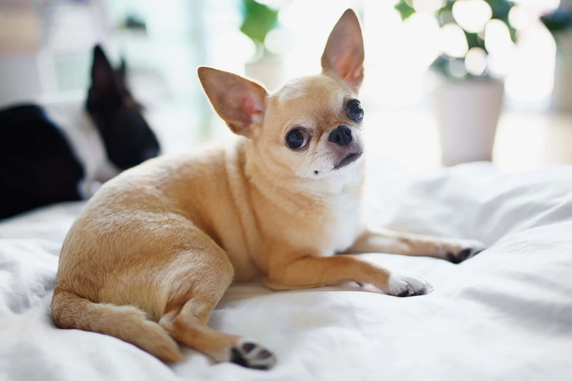 Порода собак чихуахуа фото цена Download Chihuahua Dogs On White Pillow Picture Wallpapers.com