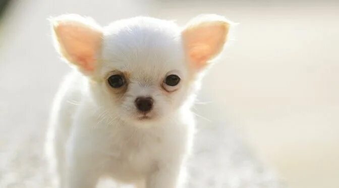 Порода собак чихуахуа фото цена маленькие щенки Apple Head Chihuahua Care, Facts and Pictures Chihuahua puppies, Dog facts, Appl