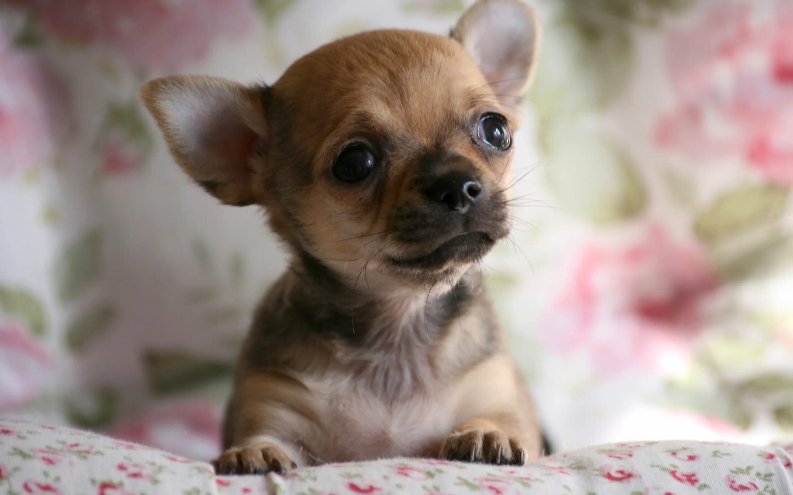 Chihuahua Chihuahua puppies, Teacup chihuahua puppies, Cute dogs